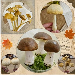 Enchanted Forest Mushrooms